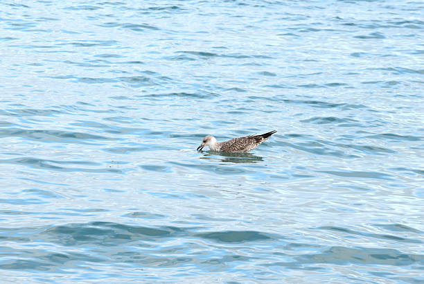 Seagull fishing in the sea stock photo