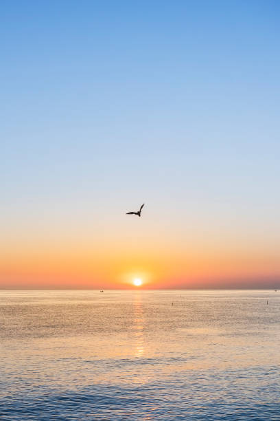 Seagull fliyng over the sea during sunrise stock photo