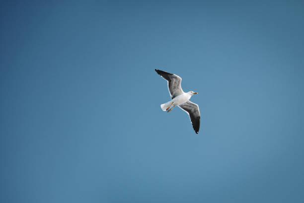 Seagull flying in blue sky, bird in flight, copy space stock photo