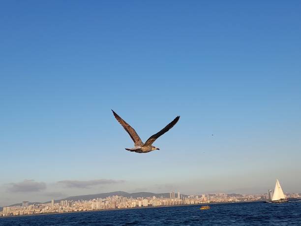 Seagull flying in the sky stock photo