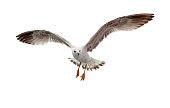 istock Seagull flying in white background 182917775