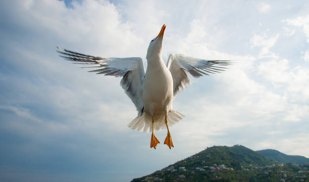 Seagull flying over blue sky stock photo