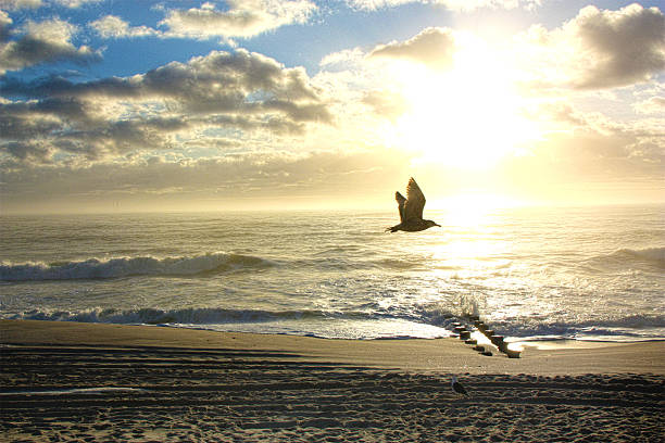 Seagull flying over the Beach at Sunrise stock photo