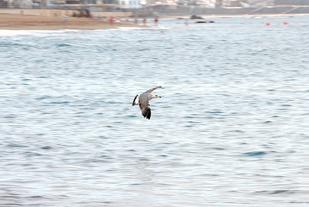 Seagull flying over the sea in a beach stock photo