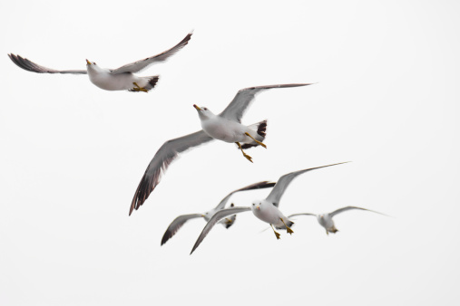 Seagull flying isolated on white background
