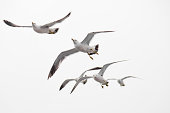 istock Seagull flying 185325945