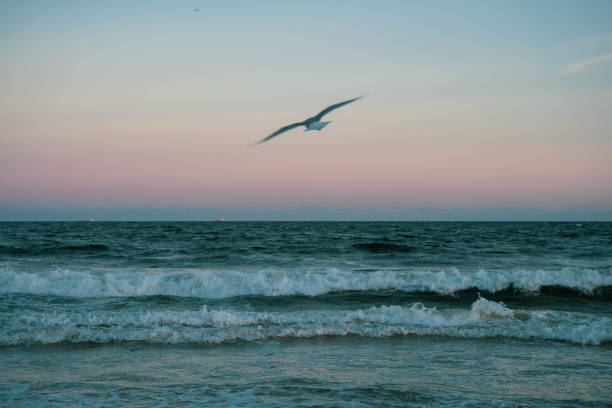 Seagull in flight over ocean at sunset. stock photo