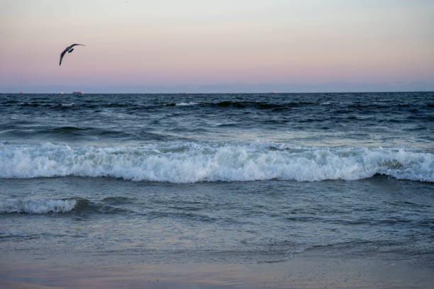 Seagull in flight over ocean at sunset. stock photo
