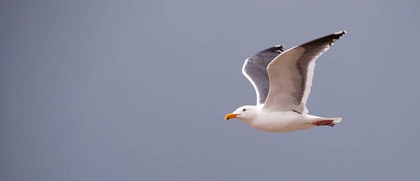 Seagull in Flight stock photo