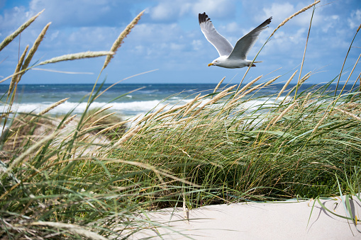 Seagull in the Dunes