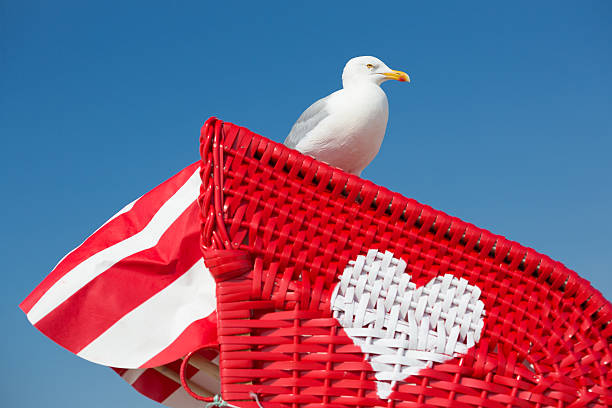 Seagull on a hooded Beach Chair stock photo