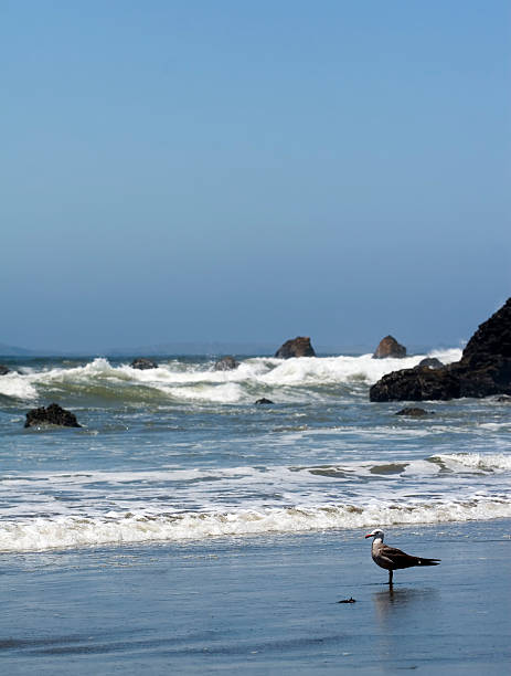 Seagull on Beach stock photo