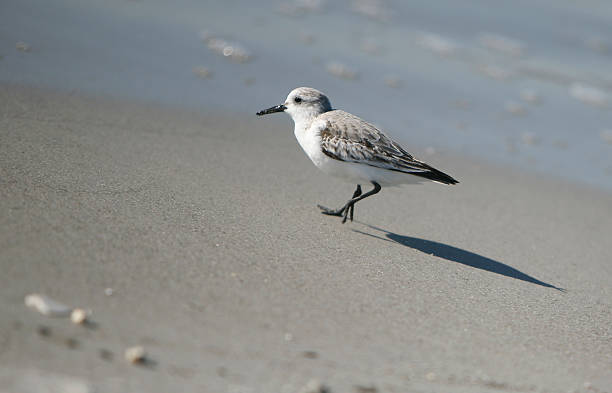 seagull on beach stock photo
