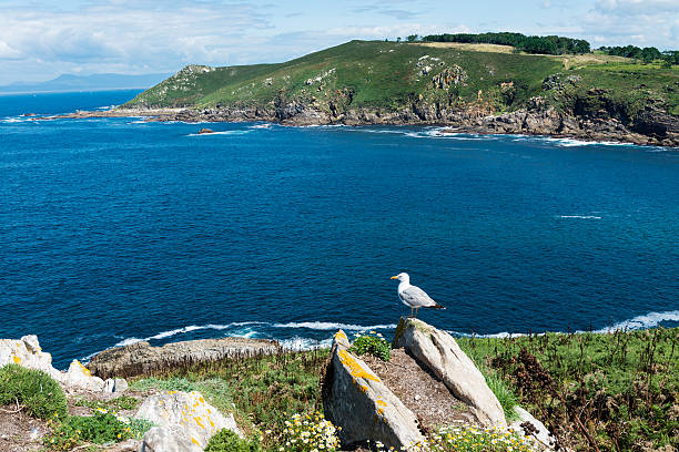 Seagull on Ons Island in Galicia, Spain A lonely seagull observes the view of Ons island in the Ría de Pontevedra in Galicia, Spain. This island was designated a Special Protection Area for bird-life in 2001 by the European Union, and a year later it became part of the Atlantic Islands of Galicia National Park. atlantic islands stock pictures, royalty-free photos & images