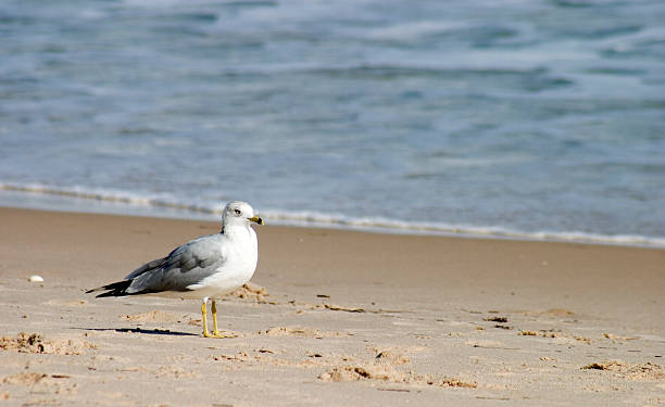 seagull on the beach stock photo