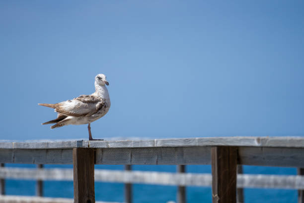 Seagull on the Pier stock photo