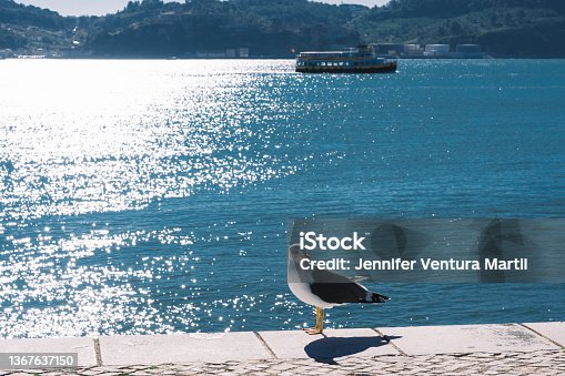 istock Seagull on the river 1367637150