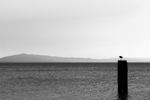 A seagull over a pole on a lake, with distant hills in the background and very soft tones
