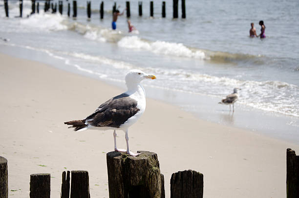 Seagull perched on a post stock photo