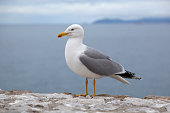 istock Seagull 185225984