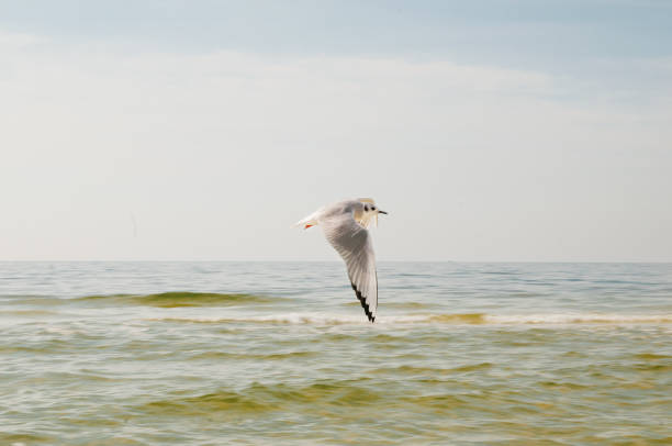 A seagull soars by the ocean stock photo