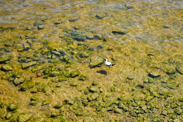 Seagull swims in the river Seagull swims in the river. bills saints stock pictures, royalty-free photos & images