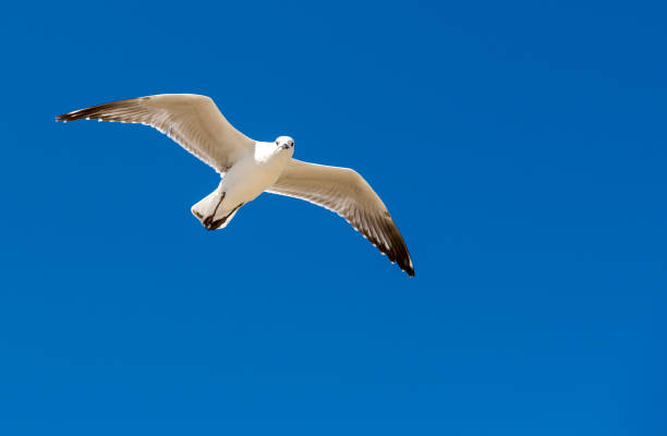 Seagull was flying above Chelsea Beach during summer, Australia. stock photo