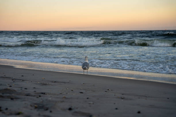 Seagull watches the ocean at sunset stock photo