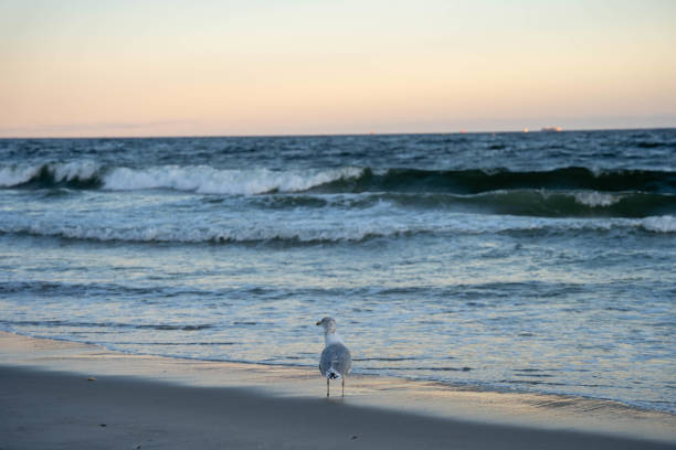 Seagull watches the ocean at sunset stock photo