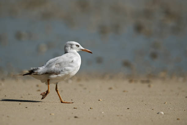Seagulls are typically medium to large birds and grey or white in color stock photo