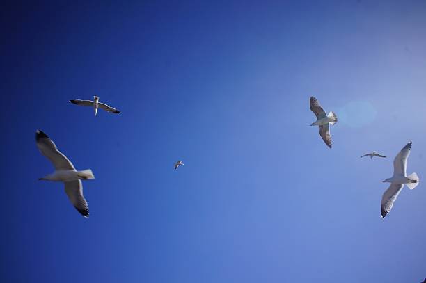 Seagulls flying in the sky stock photo