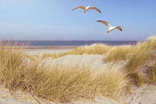 seagulls flying over grass covered dunes on a beach with ocean in background