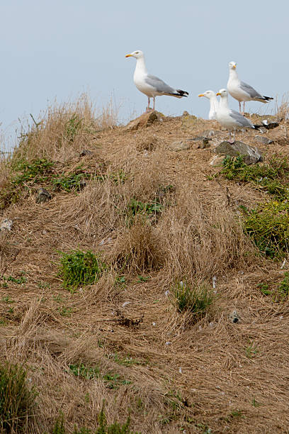Seagulls on a Cliff over the Sea Watchful seagulls looking ahead and resting on a Cliff on Cezembre island, Bretagne, France. bills saints stock pictures, royalty-free photos & images