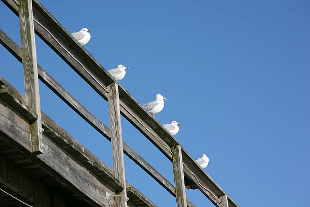 seagulls on railing stock photo