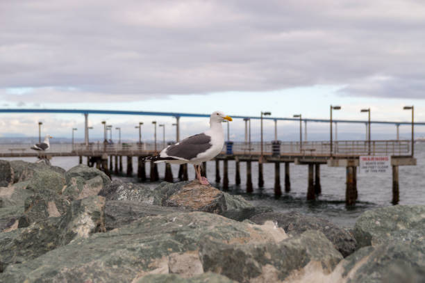 加州聖地牙哥柯洛納多大橋前岩石上的海鷗 - has san hawkins 個照片及圖片檔