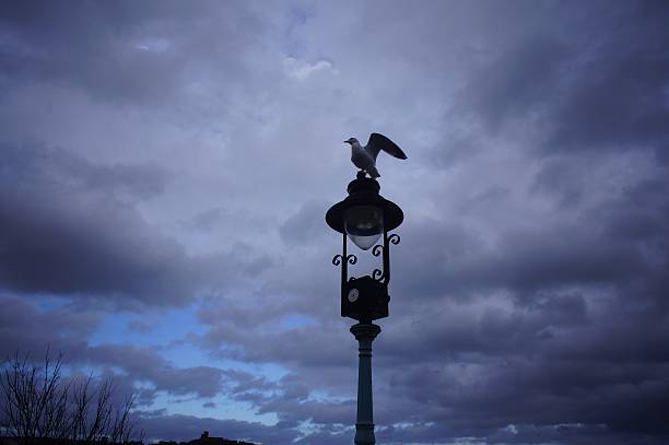 Seagulls on the lamp post stock photo