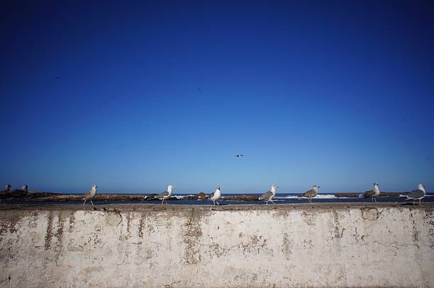 seagulls on the wall stock photo