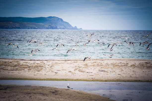 seagulls (playa nemiña-muxía-la coruña) - nemiña fotografías e imágenes de stock