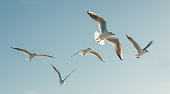 istock Seagulls 534050814