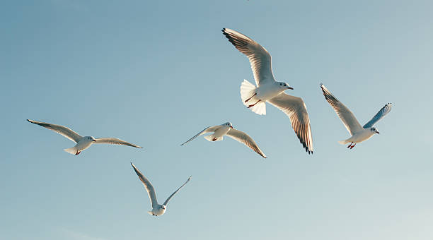 Seagulls Seagulls in flight against the blue sky animal migration photos stock pictures, royalty-free photos & images