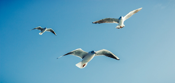 Seagulls in flight against the blue sky