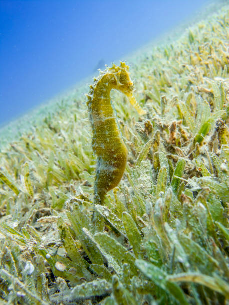 Seahorse in the sea grass with blue sea in the background. stock photo