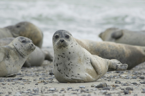 How many harp seals are left?