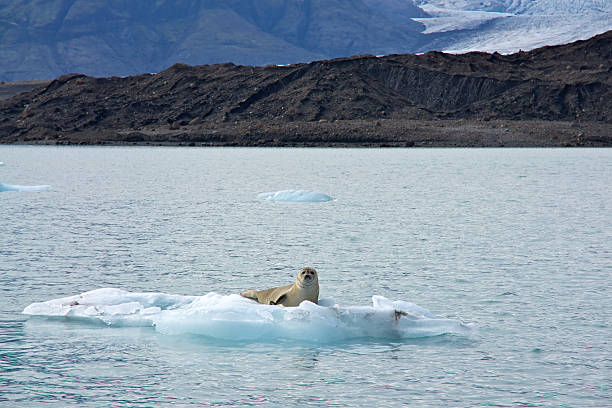 Seal sunbathing on iceberg stock photo