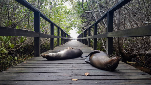 Sealions relaxing on a bridge on Isla Isabela, Galapagos stock photo