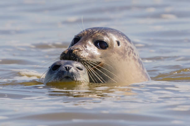 seals in Baie de Somme stock photo