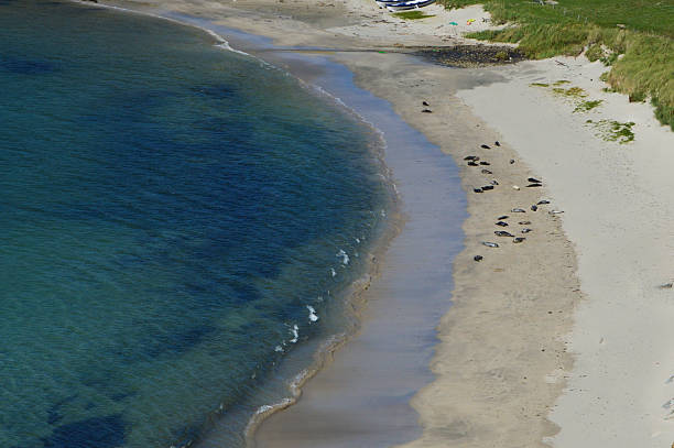 Seals sunbathing on Spiggie beach stock photo