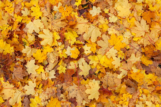 naadloze herfst bladeren achtergrond - japanse vallende bladeren stockfoto's en -beelden