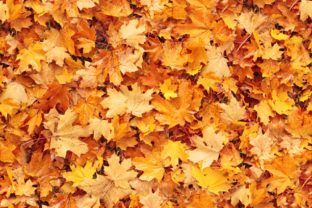 Photo of Seamless autumn leaves background