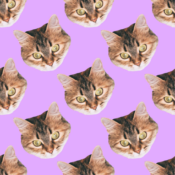seamless cat head pattern on purple background stock photo